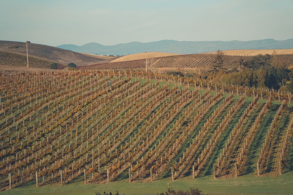 Rolling vineyard rows under a clear sky